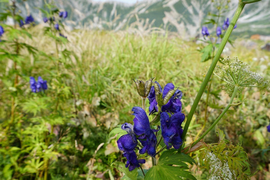 【夏の立山】室堂平と周辺で出会える高山植物10選|チングルマ・ワタスゲ・ミヤマトリカブトなど